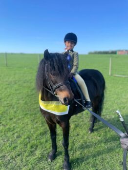 Lola- 12.1hh Unregistered Dartmoor Mare, Charlotte , Konie na sprzedaż, Huddersfield