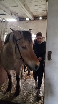 Suche Job als Stallhilfe / Pferdepflegerin