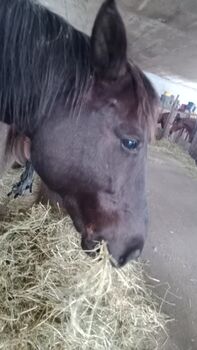 Suche liebes Kinder Pony/pferd Welsh pony Pferd/Pony