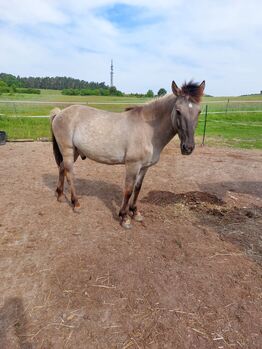 Suche Reitbeteiligung für meinen Tarpan-Konik-Mix, Röttenbach (Erlangen), Verena Hamacher (im Auftrag), Horse Sharing, Röttenbach 