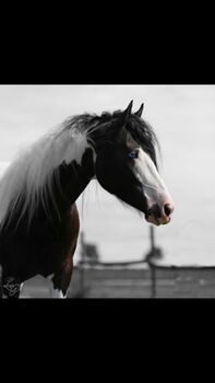 Suche Endplatz für Tinker-Paint Stute, Liz, Horses For Sale, Engelhartstetten 