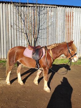 Looking for forever home, Cheryl Atkinson , Horses For Sale, Milton Keynes 