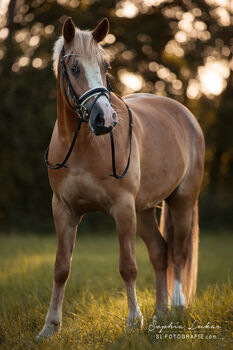 Pflegebeteiligung für 13 jährigen Wallach gesucht