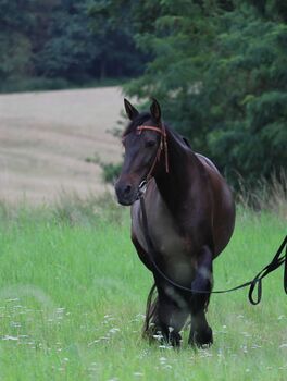 Traumpferd gesucht? Liebevolle Stute mit vielseitiger Ausbildung zu verkaufen