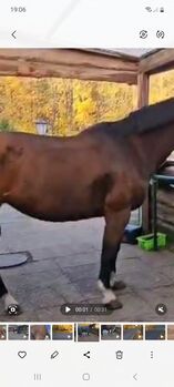 Liebenswerte Stute, Anfänger geeignet❤️❤️❤️ , Sucht Zuhause auf Lebenszeit