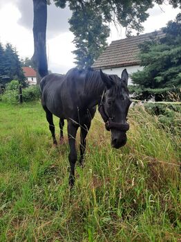 Liebenswerter älterer Wallach, Andrea , Horses For Sale, Ostrau