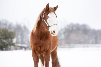 Vielversprechender Paint Horse Wallach mit guter Allround-Abstammung