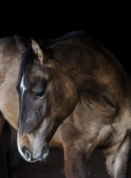 Vielversprechender Quarter Horse Junghengst in dunskin