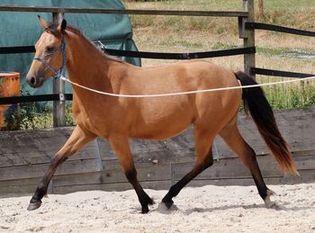 Vielversprechender Quarter Horse Wallach in Buckskin