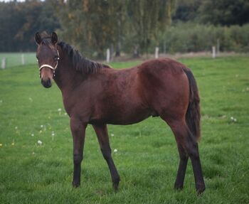 Vielversprechender Reining-Nachwuchs mit "Will to Please", Kerstin Rehbehn (Pferdemarketing Ost), Horses For Sale, Nienburg