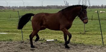 Veel belovend sport Connemara merrie volle papieren, Cherish Van Der Sluis, Horses For Sale, Nederland ( zwartewaal) 