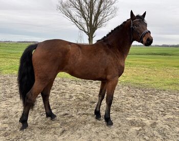 Veel belovend sport Connemara merrie volle papieren