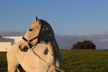 Liebe und sichere Freizeitpartnerin, Pia , Horses For Sale, Conil de la Frontera