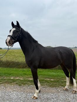 Lieben Wallach abzugeben, Marcel S , Horses For Sale, Mettmann 
