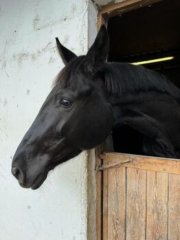 Liebenswerte Oldenburger Stute zu verkaufen, Vicky, Horses For Sale, Wien, Alsergrund