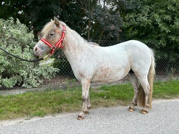 Liebes Shetlandpony (Stute) sucht neues Zuhause!, Sport- und Freizeitpferde Fuchs, Horses For Sale, Ellgau