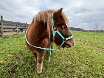 Liebes Shetty sucht liebevolles neues Zuhause!, Claudia Schäf, Horses For Sale, Rednitzhembach 