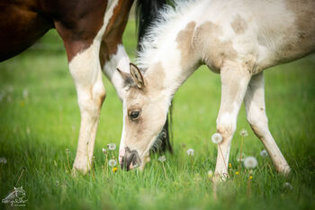 Liebe und zutrauliche Paint Horse Stute Fohlen 4/2026