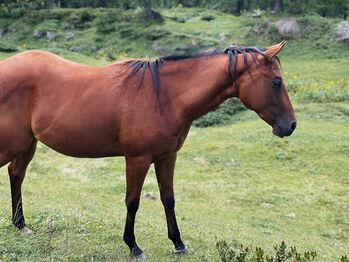 💗 Lovergirl 💗 3j Bay Stute Wimpys Little Step x Topsail