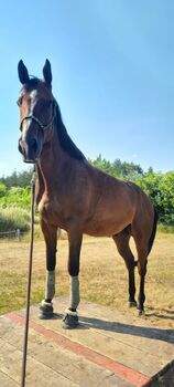 Liebevoller Allrounder Wallach 172 Stkm, D. A., Horses For Sale, Essen