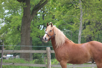 Liebevolle Pflegebeteiligung gesucht, Jojo, Horse Sharing, Norderstedt