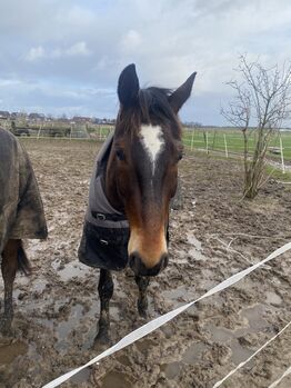Liebevoller Freizeitwallach, Julia , Horses For Sale, Geilenkirchen
