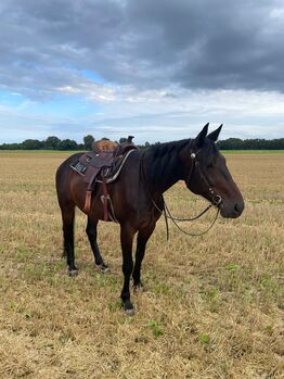 Liebevoller, braver Traber Wallach, Kerstin Rehbehn (Pferdemarketing Ost), Horses For Sale, Nienburg