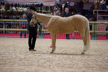 Goldglänzender, sehr menschenbezogener Quarter Horse Wallach, Kerstin Rehbehn (Pferdemarketing Ost), Konie na sprzedaż, Nienburg