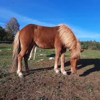 Luče 33, 3332 Luče, Slovenia, Icelandic horse, Ursa Runtic, Horses For Sale, Luče