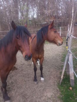 Luena und Auric suchen ein neues Zuhause, Samuel, Horses For Sale, Ragnitz