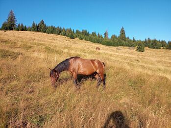 Luena und Auric suchen ein neues Zuhause