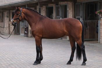 LÜSSY KINDERPONY, Boglárka farkas, Horses For Sale, Mezőtur