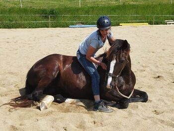 Gehobenes Freizeitpferd sucht fördernde Hände