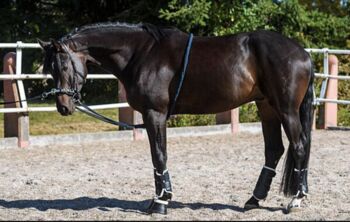 Longierhilfe - WB/Full - blau - Baumwolle, Katja, Training Aids, Halle (Saale)