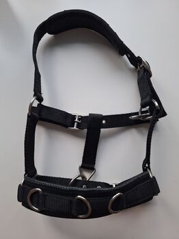 Longierhalfter Minishetty, Showmaster Longierhalfter Freedom, Celine Mager, Lunging, Kamenz