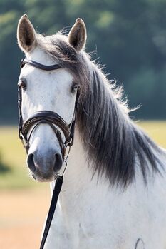 Apsl lusitano, Monika Mekic, Horses For Sale, Pinkafeld