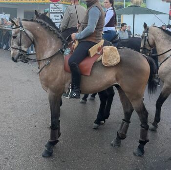 Lusitano 5 anos, Jose Moreira , Pferd kaufen, Lisboa