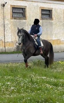 Lusitano 6 years old