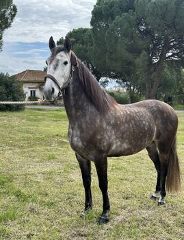 Lusitano 6 years old, Emanuel , Horses For Sale, Cartaxo, Santarém 