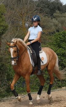 Lusitano/ Araber Mix