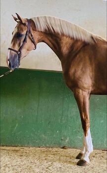 Lusitano/ Araber Mix, ISPA - Iberische Sportpferde Agentur, Horses For Sale, Bedburg