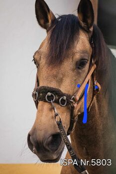 Lusitano Falbwallach für vielseitigen Einsatz