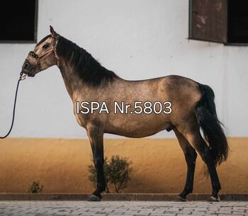 Lusitano Falbwallach für vielseitigen Einsatz, ISPA - Iberische Sportpferde Agentur (ISPA - Iberische Sportpferde Agentur), Horses For Sale, Bedburg