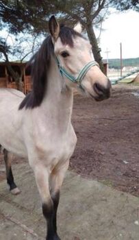 Lusitano Friese Warlander Falbe Dressur Freizeit Show, Post-Your-Horse.com (Caballoria S.L.), Horses For Sale, Rafelguaraf