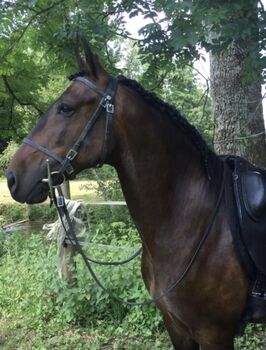 Lusitano-Wallach 13 Jahre Stockmass 154cm