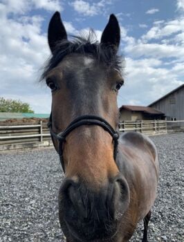 Lusitano-Wallach 13 Jahre Stockmass 154cm, Brigitte Fanetti, Horses For Sale, Oftringen