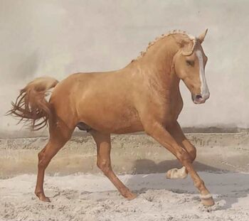 Lusitano Goldjunge, ISPA - Iberische Sportpferde Agentur (ISPA - Iberische Sportpferde Agentur), Horses For Sale, Bedburg