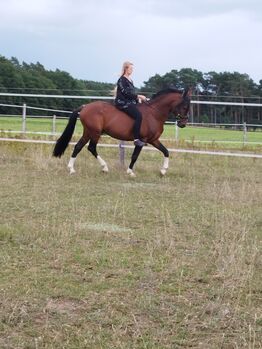 Lusitano Hengst, Wanda, Pferd kaufen, Wittstock/Dosse