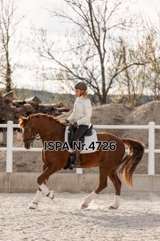 Lusitano Mix Showpferd