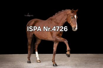 Lusitano Mix Showpferd, ISPA - Iberische Sportpferde Agentur (ISPA - Iberische Sportpferde Agentur), Pferd kaufen, Bedburg